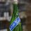 画像2: 仙介 特別純米BLUE13 無濾過生原酒 1.8Ｌ (2)