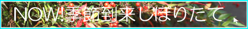 【しぼりたて・おりがらみ・うすにごり・にごり酒・活性酒・冬酒・季節限定酒】へGO!